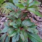 Rodgersia aesculifolia Foglia