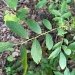 Vaccinium stamineum Leaf