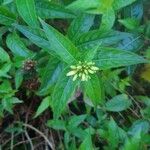 Diervilla sessilifolia Leaf