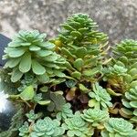 Rhodiola pachyclados Φύλλο