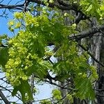 Acer platanoides Yeri