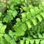 Adiantum raddianum Leaf