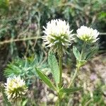 Trifolium montanum Flower