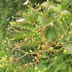 Sambucus nigra Fruit