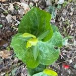 Trillium sessile 叶