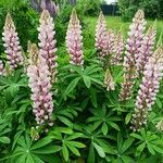 Lupinus × regalis Fiore