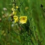 Verbascum orientale Çiçek