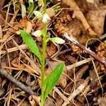 Polygala amarella Casca