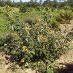 Abutilon exstipulare Habit