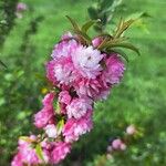 Prunus glandulosa फूल
