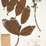 Macairea theresiae Hoja