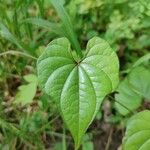 Dioscorea oppositifolia葉