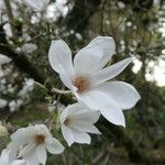Magnolia salicifolia Virág