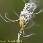 Trichophorum alpinum Fruit