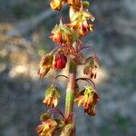 Rumex roseus Flor