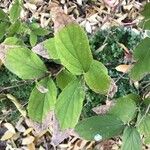 Deutzia longifolia Φύλλο