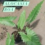 Alocasia lauterbachiana ഇല