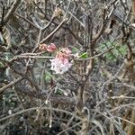 Viburnum farreri Flower