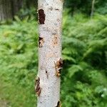 Betula papyriferaᱪᱷᱟᱹᱞᱤ