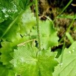 Saxifraga rotundifolia Bark