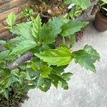 Hibiscus fragilis Folla