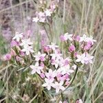 Centaurium erythraea 花