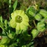 Nicotiana rustica 花