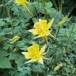 Aquilegia chrysantha Blüte