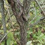 Salix bebbiana പുറംതൊലി