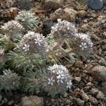 Ipomopsis congesta Habit