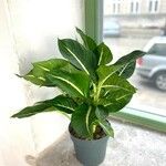 Dieffenbachia oerstedii Hoja