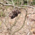 Alnus serrulata Fruct