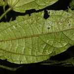 Malvaviscus arboreus Feuille