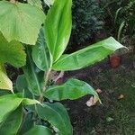 Hedychium gardnerianum Feuille