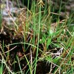 Carex microglochin Habitat