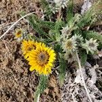 Balsamorhiza hookeri Blüte