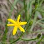 Hypoxis hygrometrica Bloem