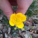 Ranunculus monspeliacus Цветок
