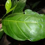 Mussaendopsis beccariana Leaf