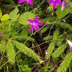 Campanula lusitanicaBlodyn