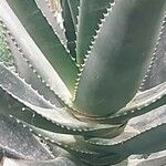 Aloe rupestris Leaf