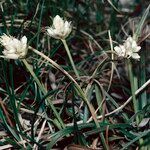 Carex baldensis Staniste