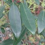 Viburnum propinquum Leaf