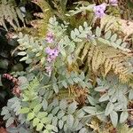 Vicia sepium Flors