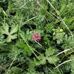 Mutellina adonidifolia 花
