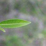 Volkameria heterophylla Feuille