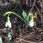Galanthus elwesii Fula