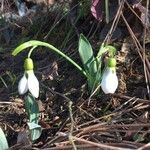 Galanthus elwesii Virág