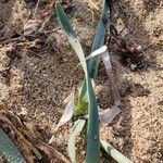 Pancratium maritimum Leaf