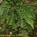 Asplenium foreziense Costuma